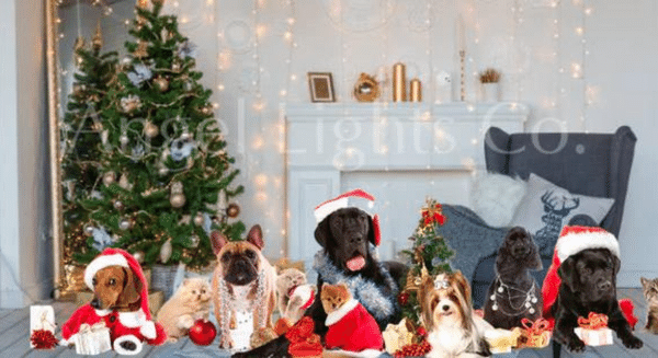 Angel Lights Co_ Blog Post_ Fragrances & Pure Essential Oils to avoid around pets_120821